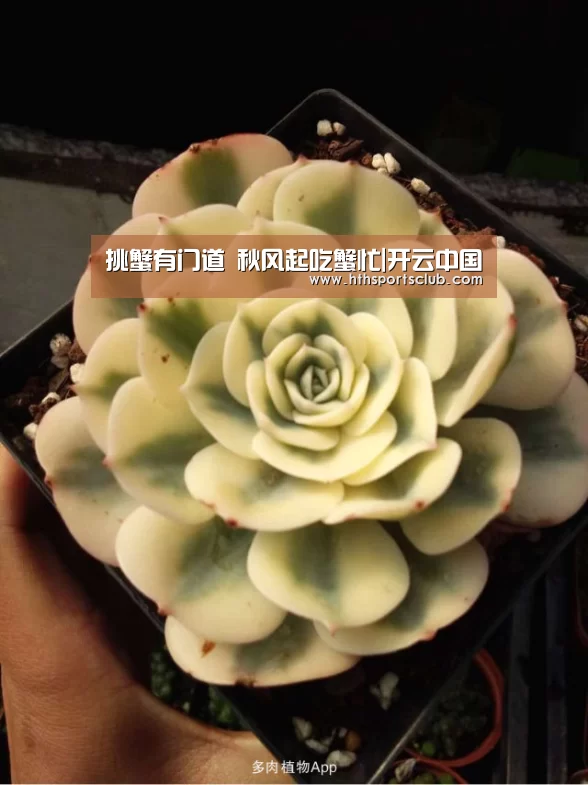 挑蟹有门道 秋风起吃蟹忙|开云中国(图2) 开云中国